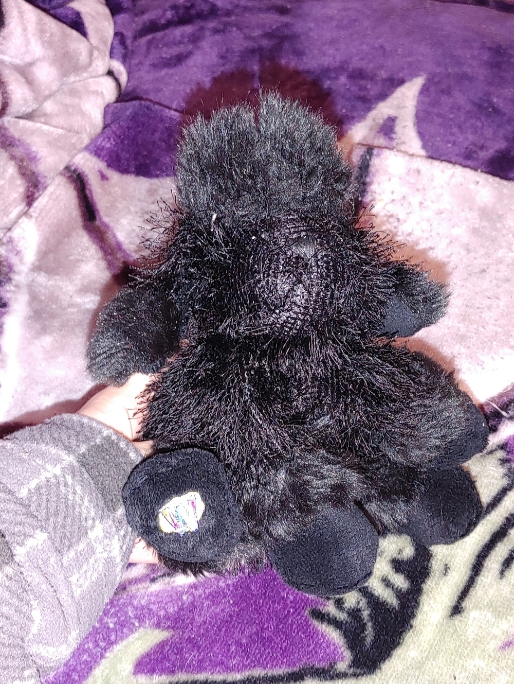 🩷3/$15🩷GANZ Webkinz Black Poodle Plush